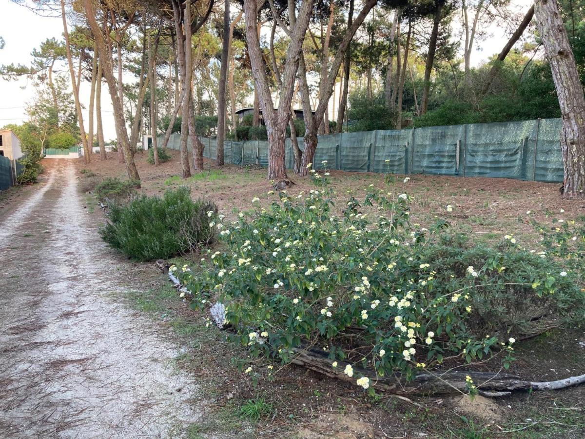 Moradia No Pinhal Com Piscina - Espaco E Privacidade Para As Suas Ferias! Sintra Bagian luar foto
